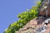Trifolium pacificum