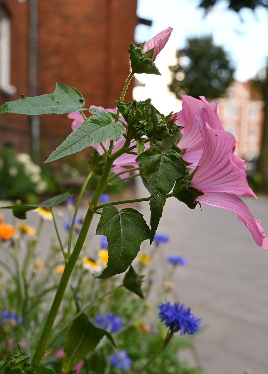 Изображение особи Malva trimestris.