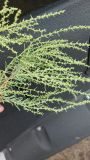 genus Suaeda
