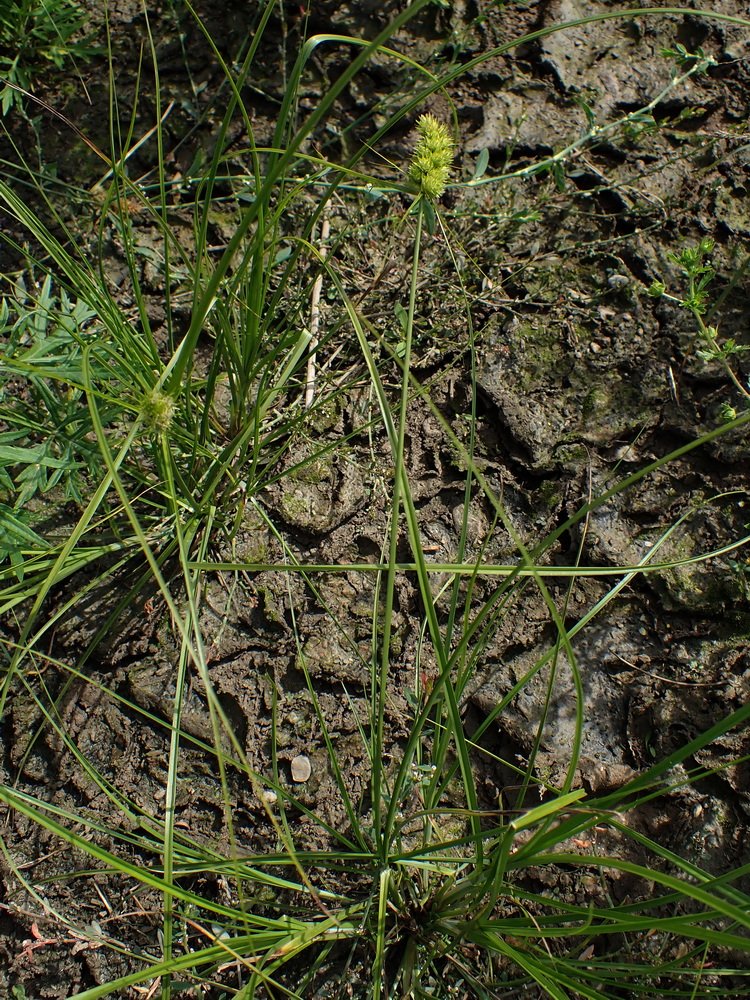 Изображение особи Carex neurocarpa.