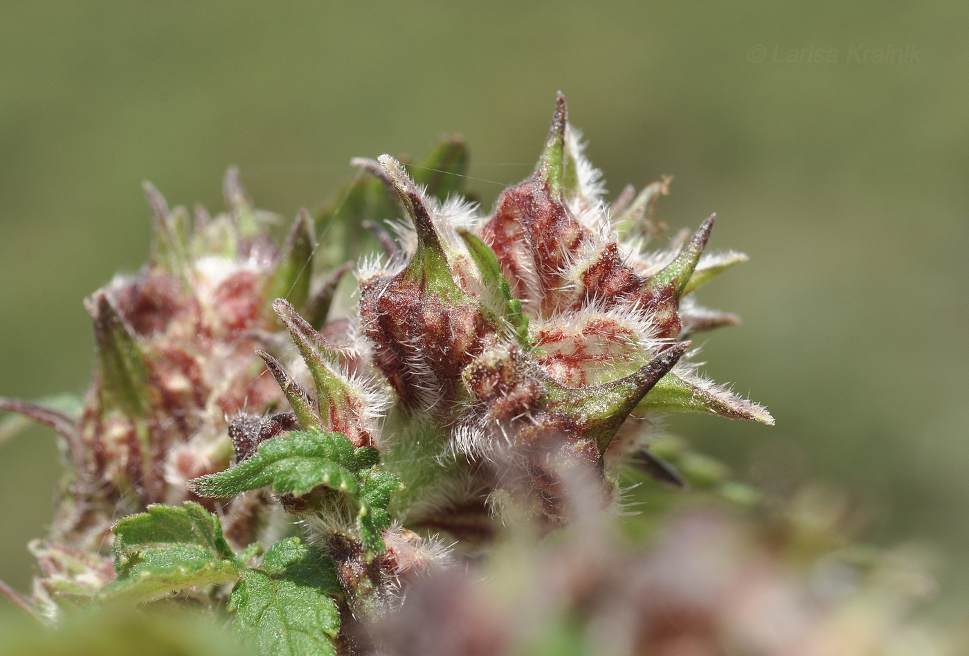 Image of Humulopsis scandens specimen.