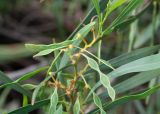 Acacia saligna
