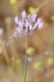 род Allium
