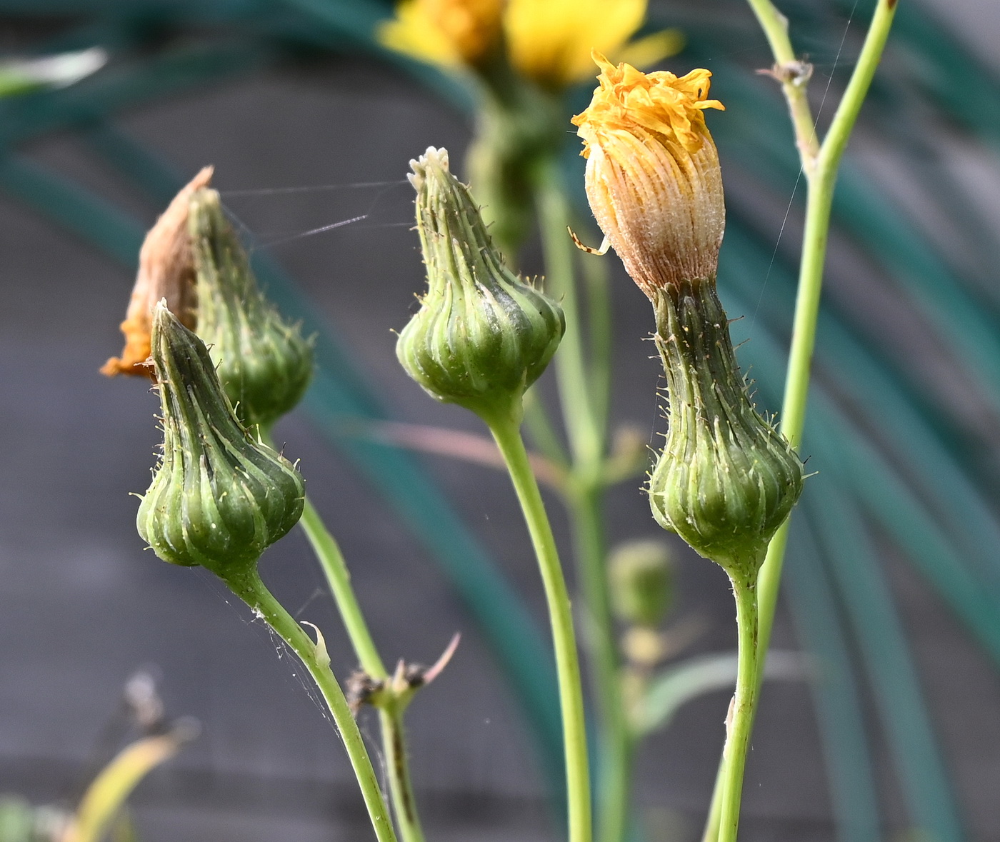 Изображение особи Sonchus arvensis.