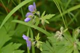 Geranium erianthum. Соцветия с цветками и бутонами. Камчатский край, Елизовский р-н, р-н 210-го км Мильковской трассы, ур. Ганальская тундра, ≈ 490 м н.у.м., ольхово-берёзовый перелесок, обочина грунтовой дороги. 28.06.2025.