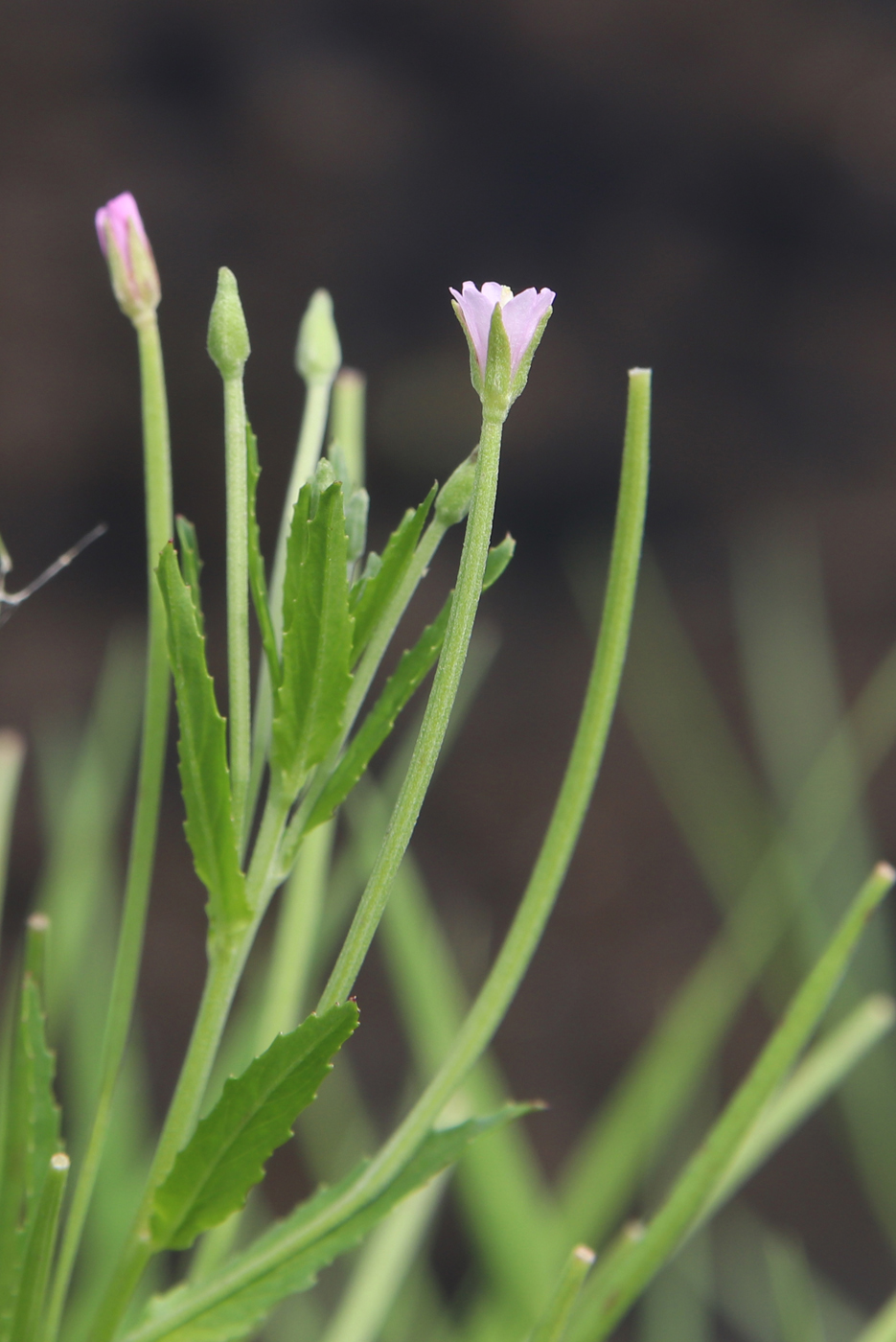 Изображение особи Epilobium adenocaulon.