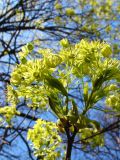 Acer platanoides