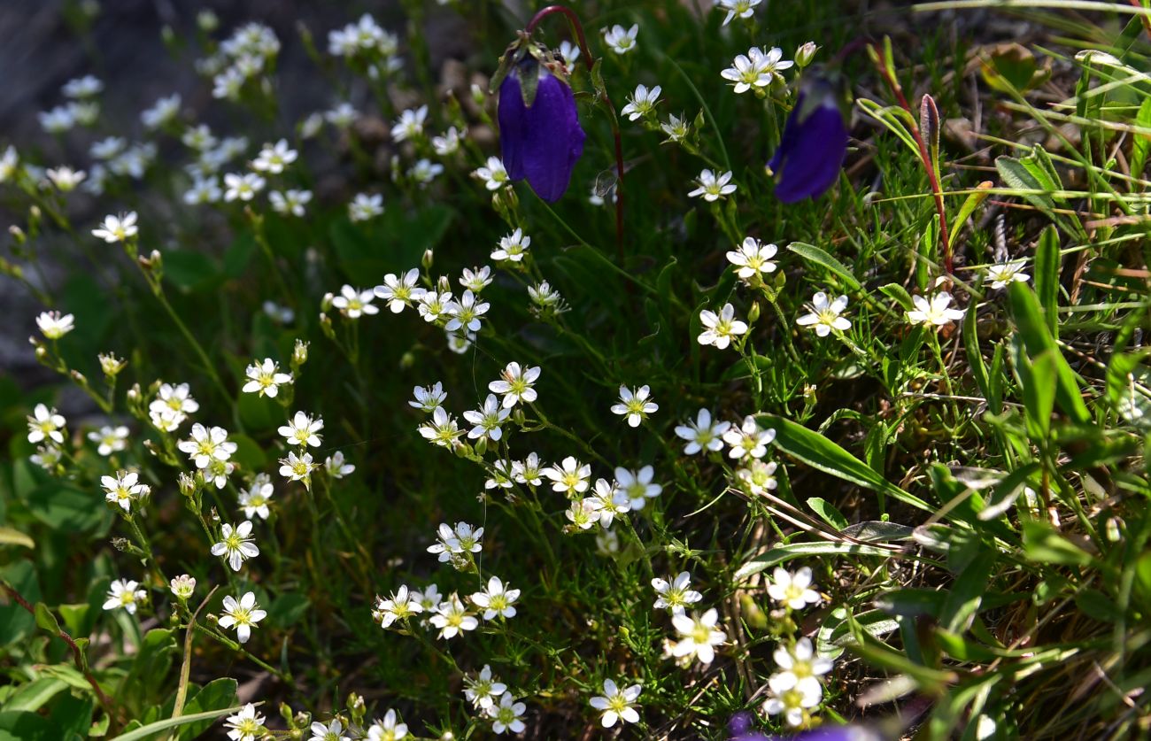 Image of Minuartia oreina specimen.