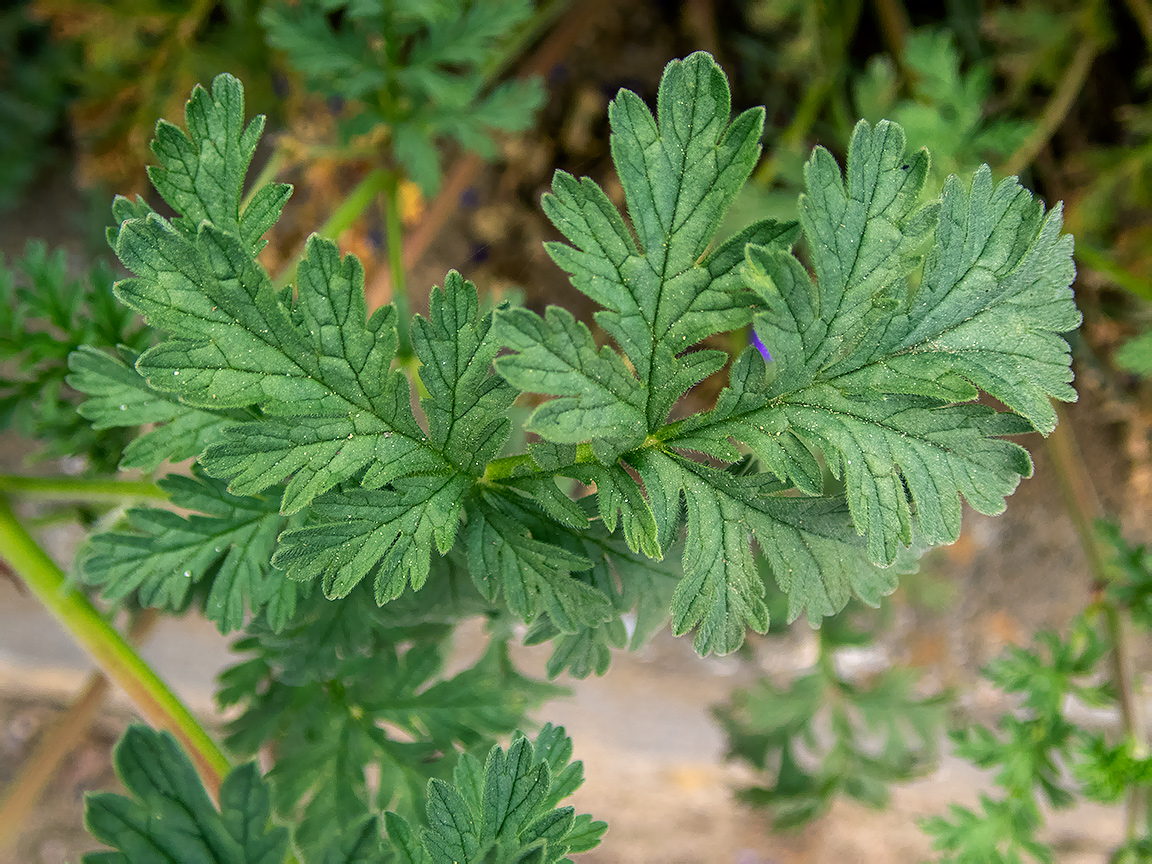 Image of Erodium ciconium specimen.