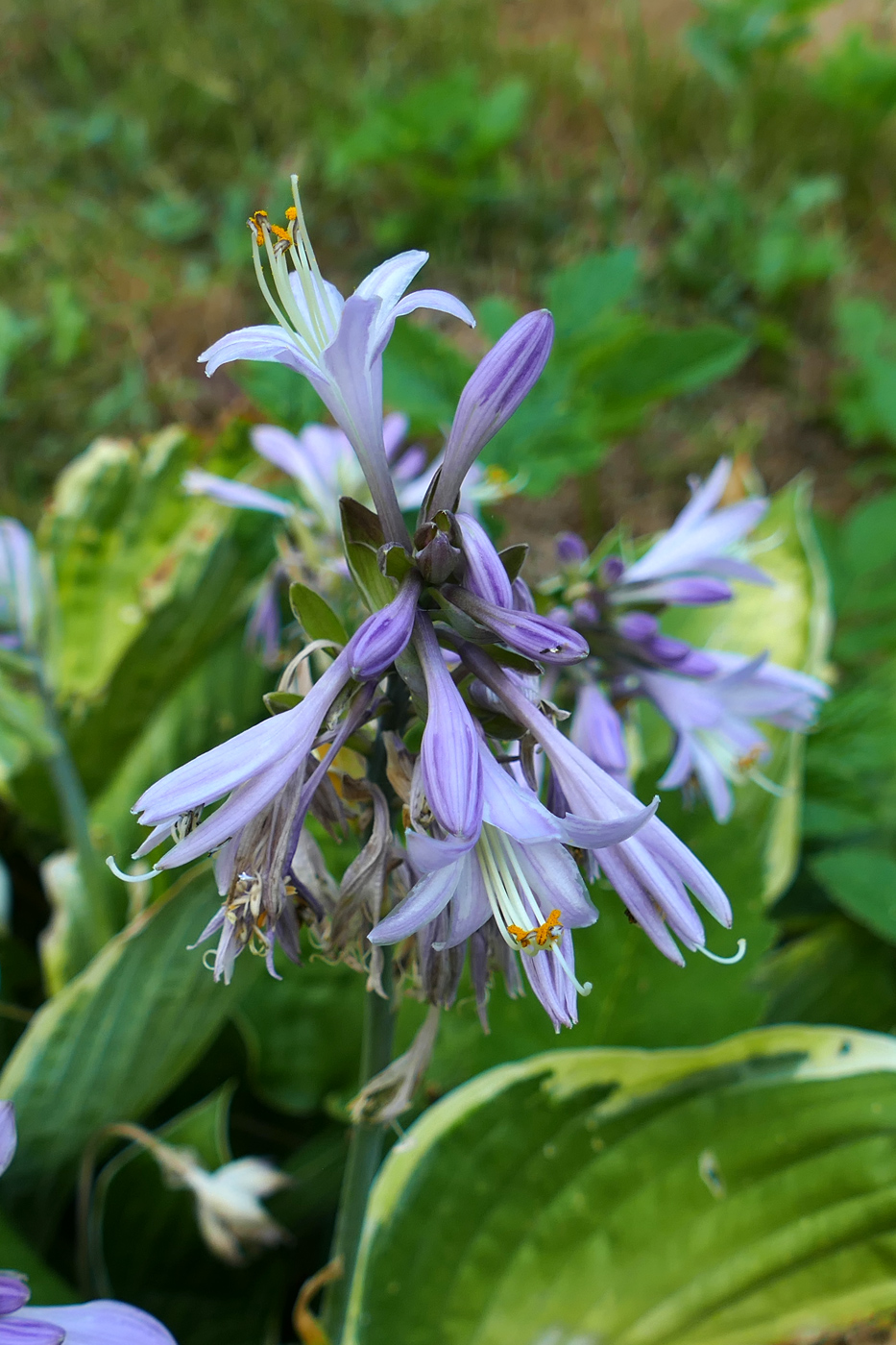 Изображение особи Hosta albomarginata.