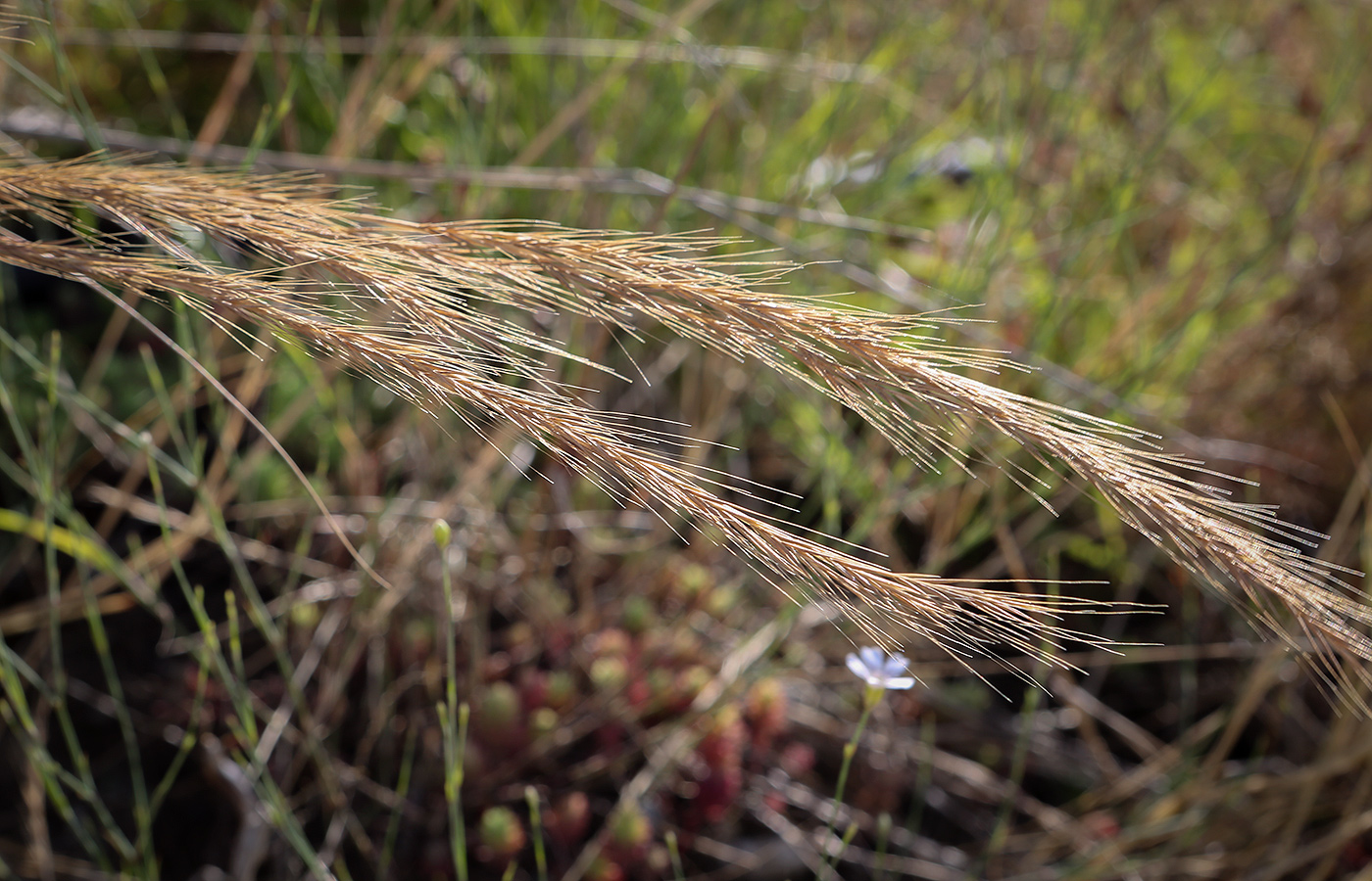 Изображение особи Vulpia myuros.