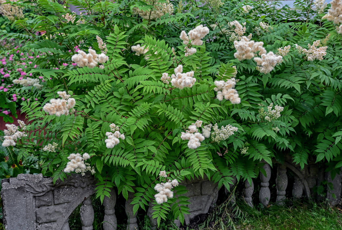 Image of Sorbaria sorbifolia specimen.