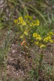genus Euphorbia. Цветущее растение. Ростовская обл., Мясниковский р-н, Чулекская балка, каменистая степь. 12.06.2021.