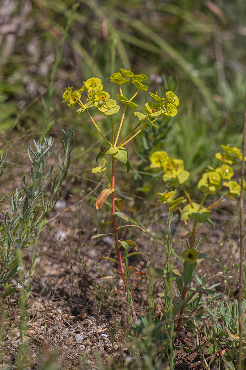 Image of genus Euphorbia specimen.