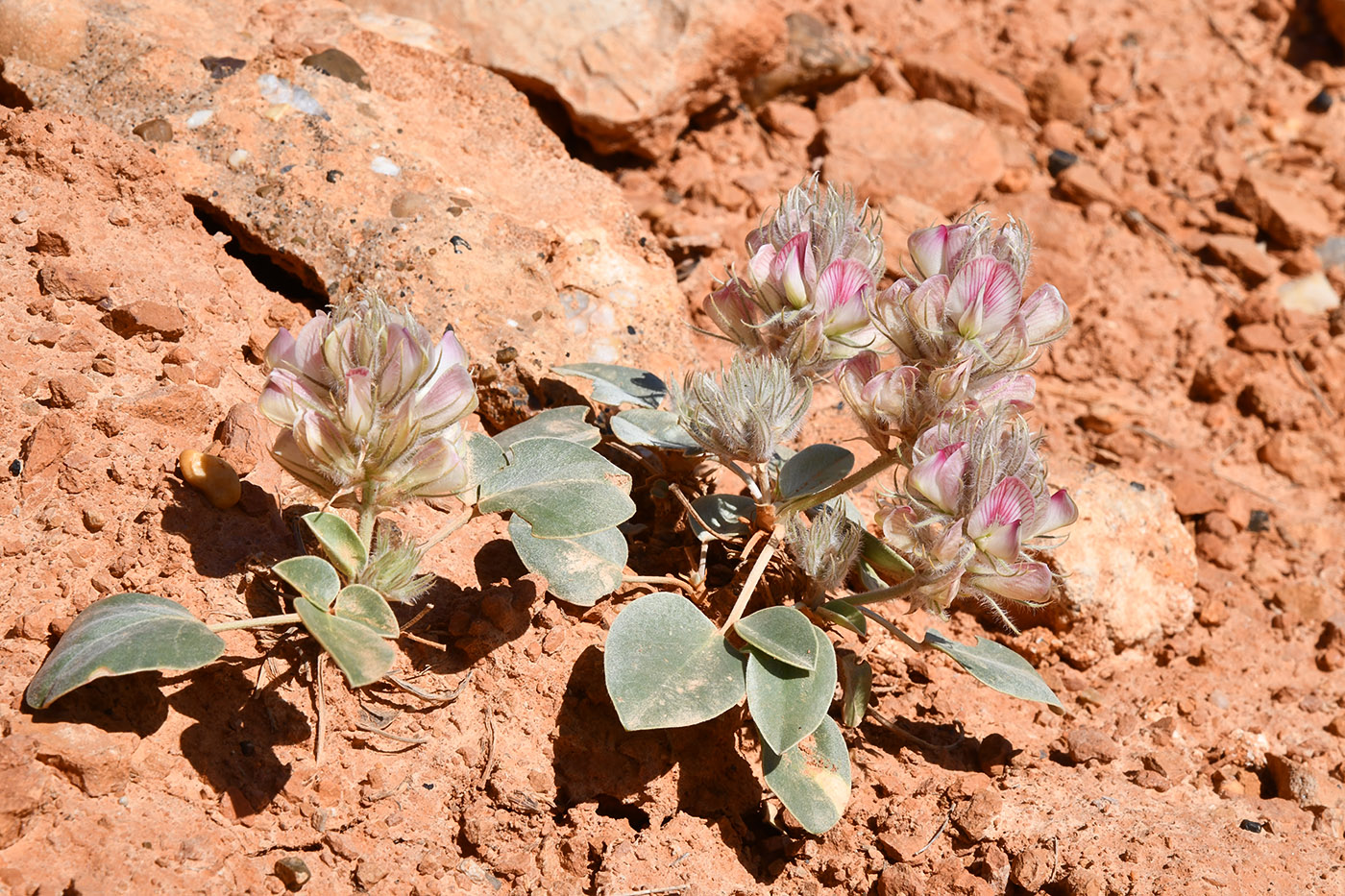 Изображение особи Hedysarum plumosum.