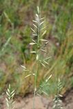 Festuca polesica. Соцветие. Ульяновская обл., Мелекесский р-н, окр. с. Лебяжье, сосновый бор на дюнах, вырубка под ЛЭП. 09.06.2024.