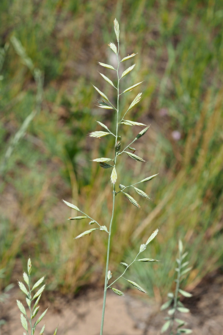 Изображение особи Festuca polesica.