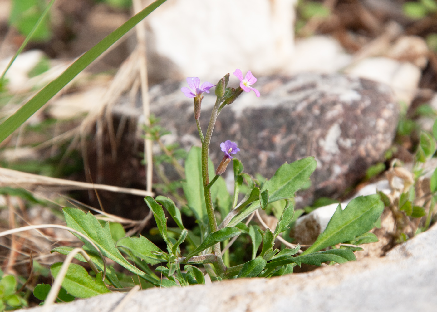 Image of Malcolmia chia specimen.