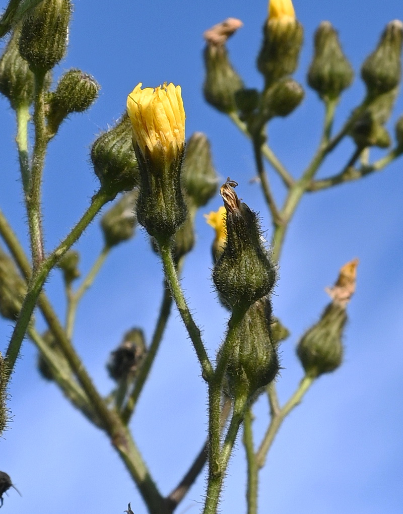 Изображение особи Sonchus palustris.