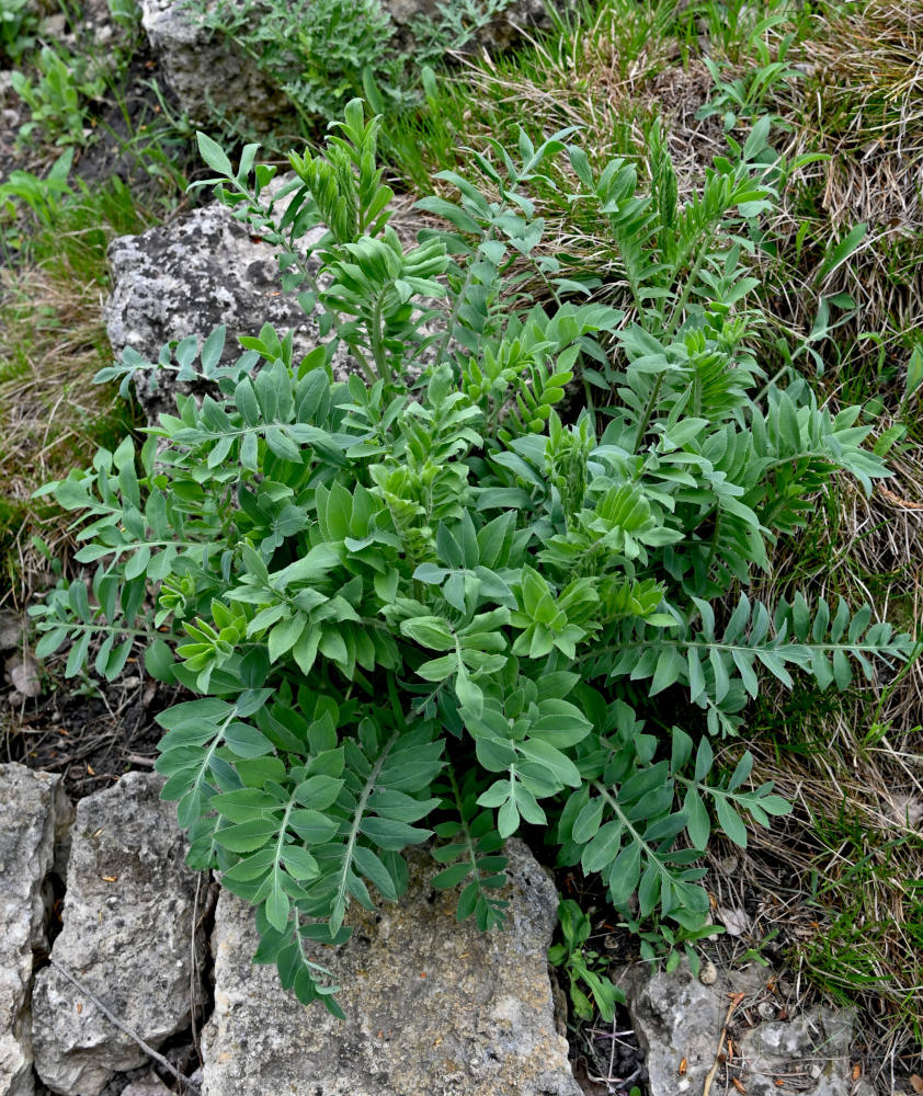 Image of Rhaponticoides ruthenica specimen.