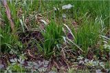 Festuca gigantea. Вегетирующее растение. Московская обл., Раменский р-н, окр. дер. Хрипань, садовый участок. 14.05.2026.