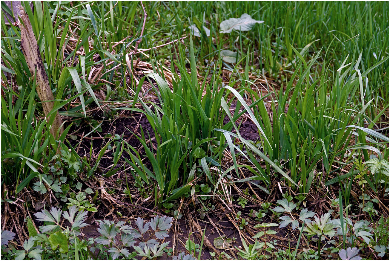 Image of Festuca gigantea specimen.