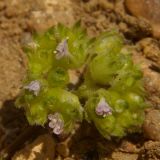 Valerianella pumila