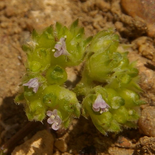 Image of Valerianella pumila specimen.