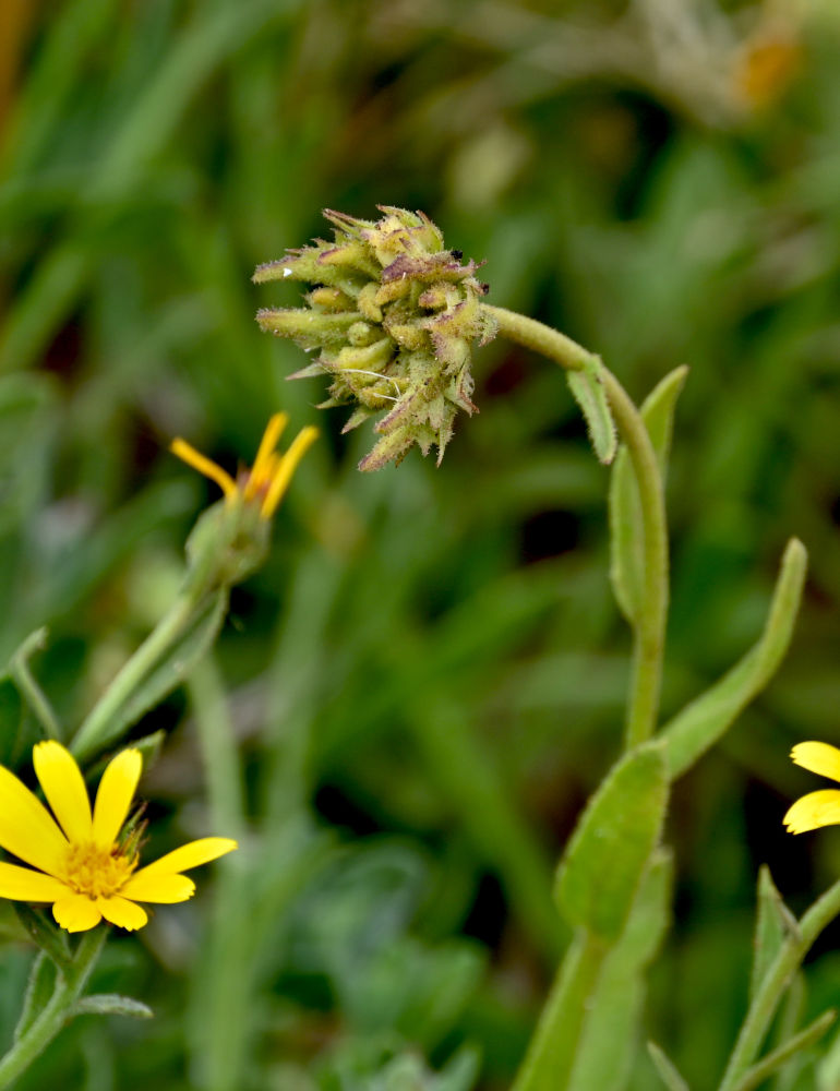 Image of Calendula suffruticosa ssp. tomentosa specimen.