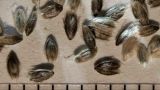 Alopecurus aequalis. Колоски. Нижегородская обл., в культуре. 10.07.2026.