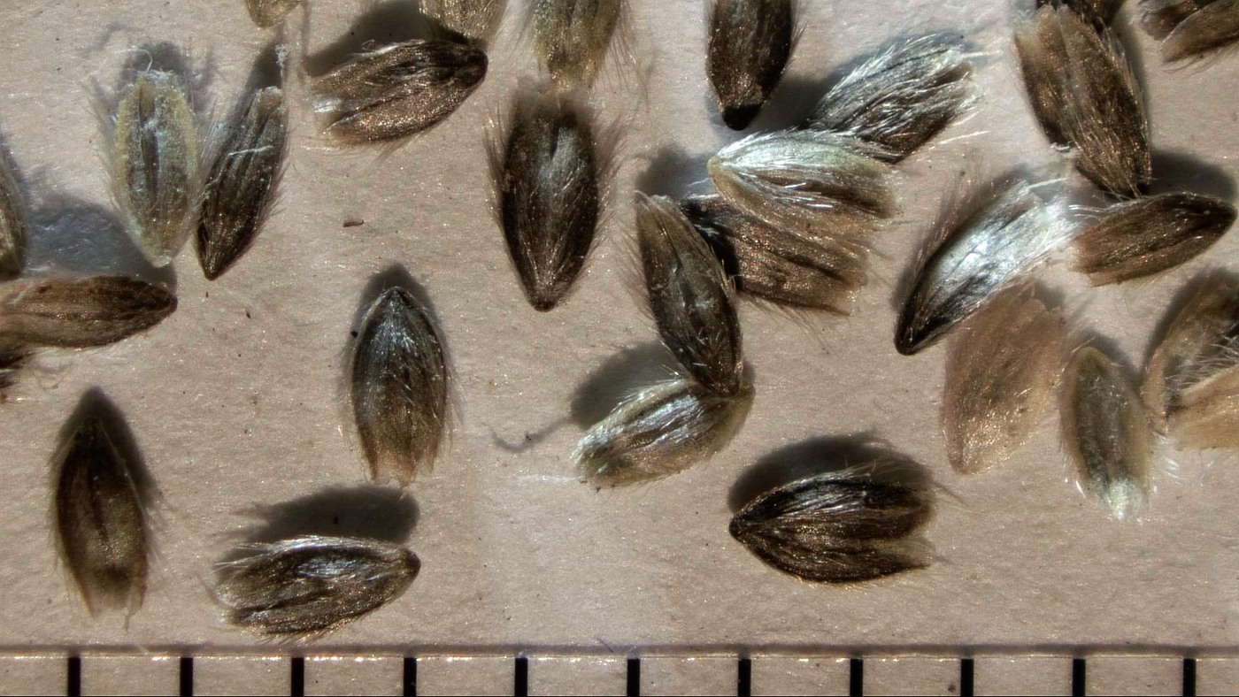 Image of Alopecurus aequalis specimen.
