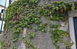 Parthenocissus tricuspidata. Отцветающие растения. Португалия, о-в Мадейра, г. Фуншал, в культуре. 09.06.2026.