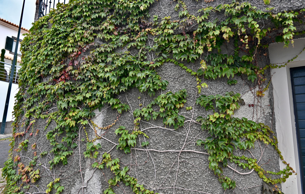 Image of Parthenocissus tricuspidata specimen.