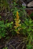 unknown species. Цветущее растение. Турция, ил Артвин, дер. Багджилар (Bağcılar), на склоне. 12 июня 2026 г.
