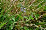 Veronica officinalis. Верхушка побега с соцветием. Португалия, Азорские о-ва, о-в Сан-Мигел, окр. оз. Лагоа-ду-Фогу, ≈ 1000 м н.у.м., луговой склон. 14.08.2025.