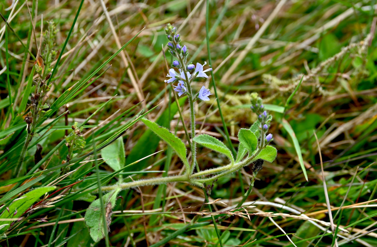Image of Veronica officinalis specimen.