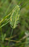 genus Agropyron. Верхушка цветущего растения с краснотелками. Башкортостан, Абзелиловский р-н, Ташбулатовский сельсовет, хр. Кыктытау, задернованный каменистый склон. 11 июня 2025 г.