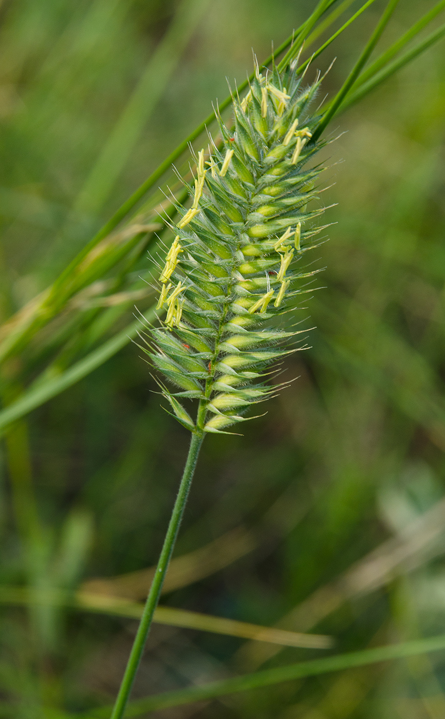 Изображение особи род Agropyron.