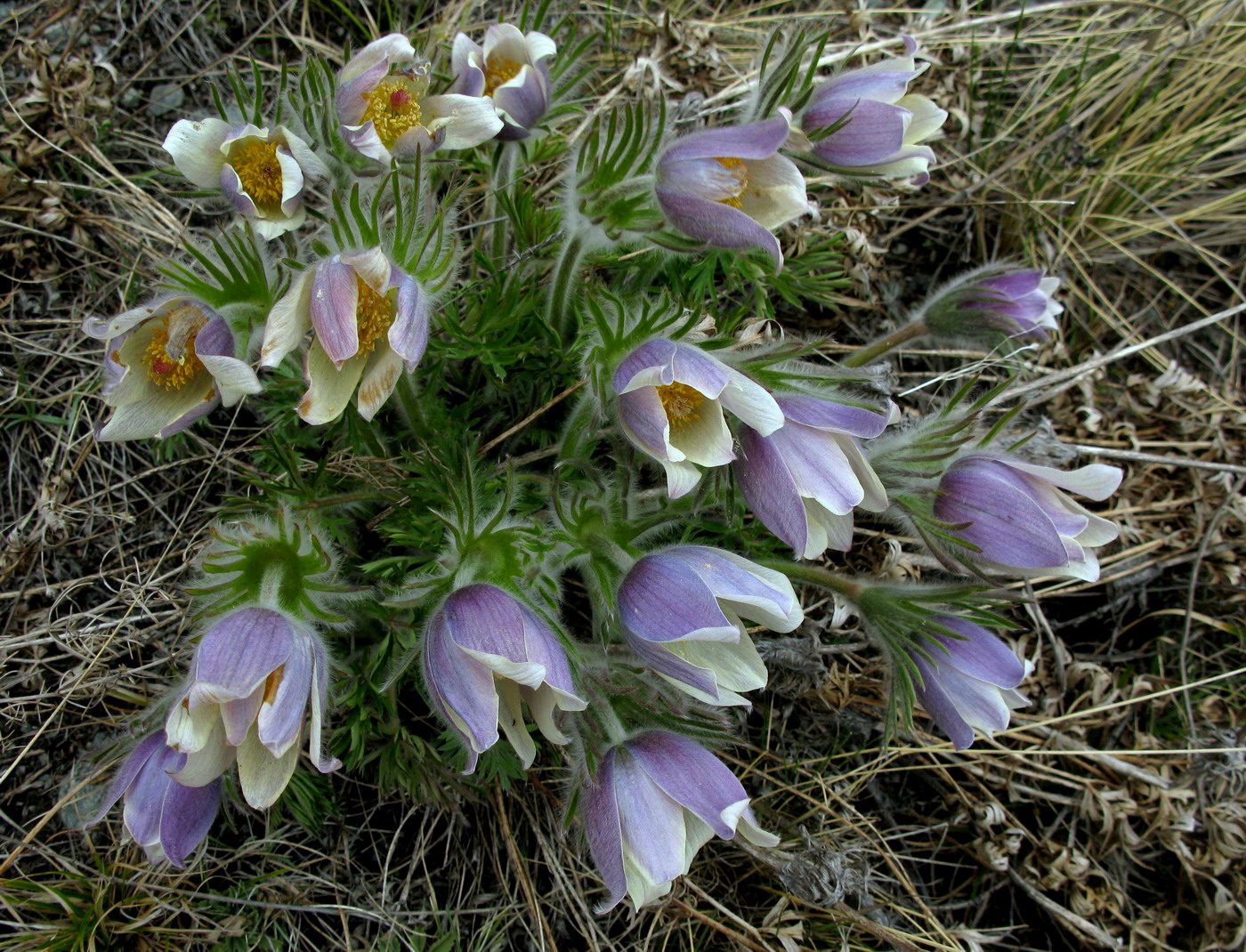 Изображение особи Pulsatilla herba-somnii.