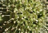 genus Acanthopanax. Цветки. Санкт-Петербург, Ботанический сад Петра Великого, дендрарий. 27.08.2026.