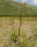genus Rumex. Плодоносящее растение. Дагестан, Докузпаринский р-н, окр. с. Куруш, дол. р. Чехычай, на обсохшем дне небольшого озера в притоке р. Чехычай. 25.07.2026.