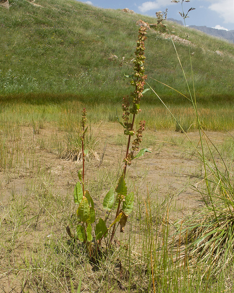Изображение особи род Rumex.