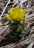Trollius ranunculinus