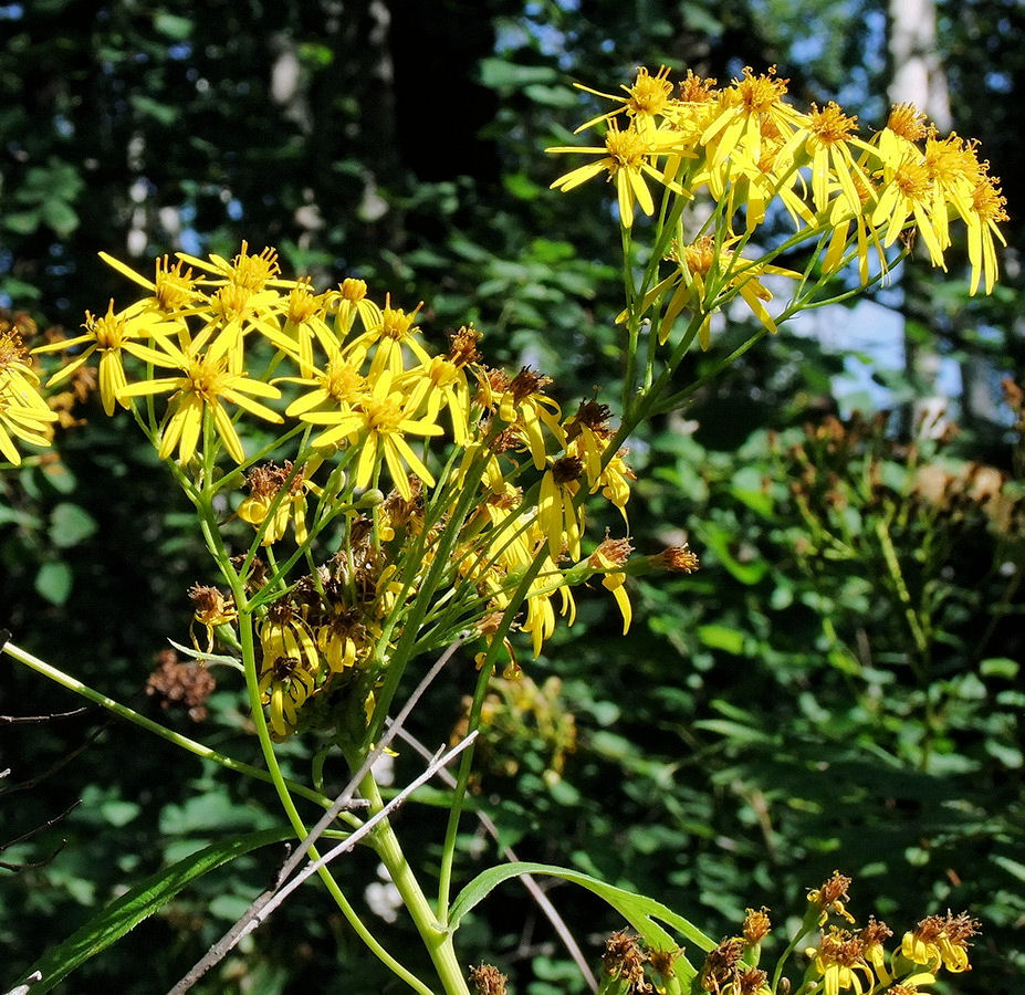 Image of Senecio cannabifolius specimen.