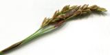 Carex digitata