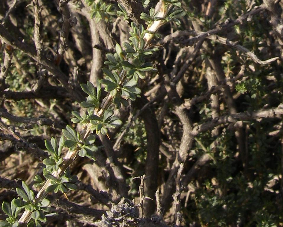 Image of Caragana balchaschensis specimen.