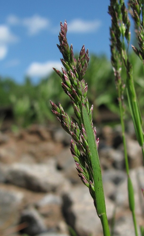 Image of Poa pratensis specimen.