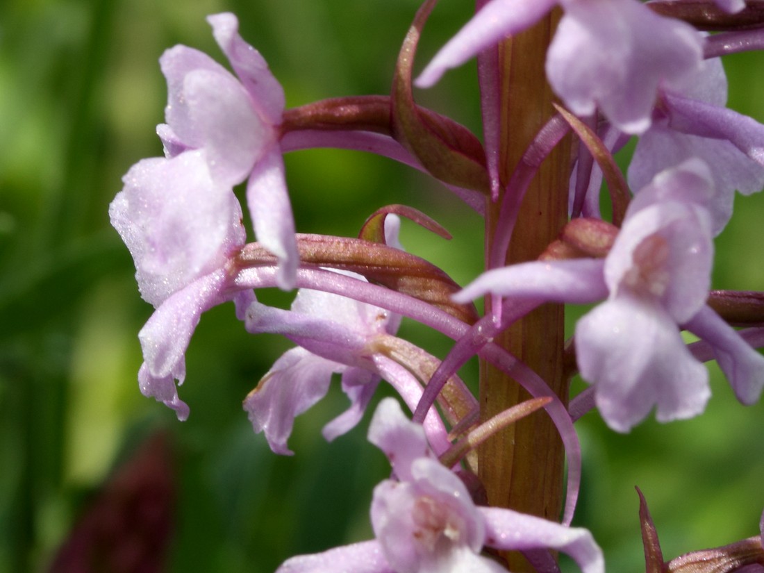 Image of Gymnadenia densiflora specimen.