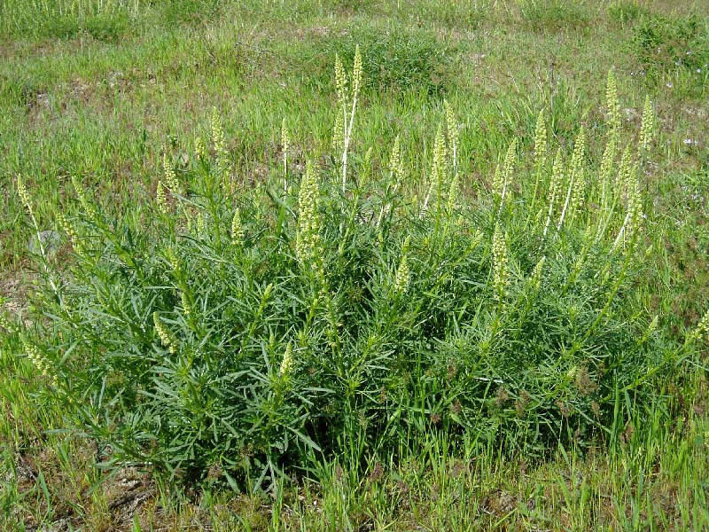 Image of Reseda lutea specimen.