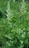 Veratrum album